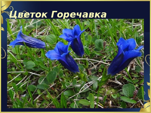 Цветок Горечавка 