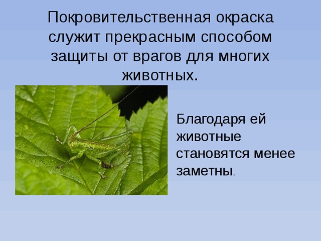 Покровительственная окраска служит прекрасным способом защиты от врагов для многих животных. Благодаря ей животные становятся менее заметны . 