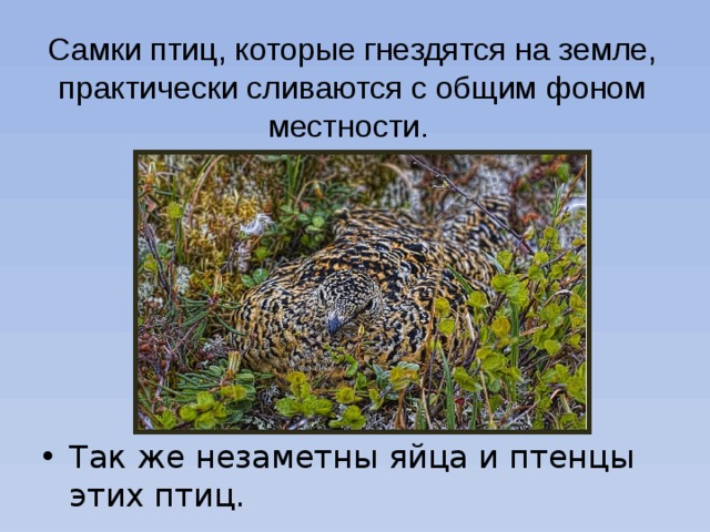 Самки птиц, которые гнездятся на земле, практически сливаются с общим фоном местности. Так же незаметны яйца и птенцы этих птиц. 