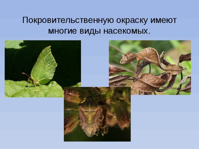 Покровительственную окраску имеют многие виды насекомых. 