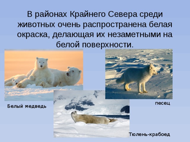 В районах Крайнего Севера среди животных очень распространена белая окраска, делающая их незаметными на белой поверхности. песец Белый медведь Тюлень-крабоед 