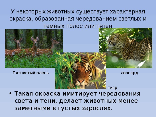 У некоторых животных существует характерная окраска, образованная чередованием светлых и темных полос или пятен Такая окраска имитирует чередования света и тени, делает животных менее заметными в густых зарослях. Пятнистый олень леопард тигр 