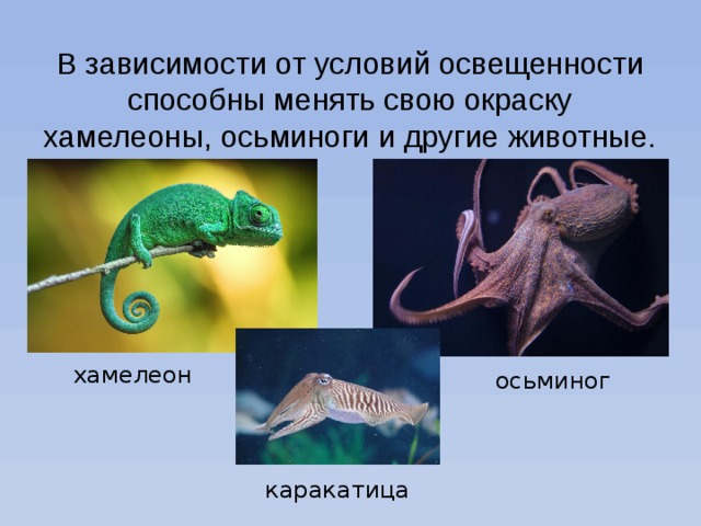 В зависимости от условий освещенности способны менять свою окраску хамелеоны, осьминоги и другие животные. хамелеон осьминог каракатица 