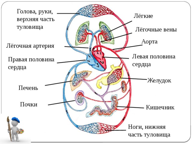 Голова, руки, верхняя часть туловища Лёгкие Лёгочные вены Аорта Лёгочная артерия Левая половина сердца Правая половина сердца Желудок Печень Почки Кишечник Ноги, нижняя часть туловища  