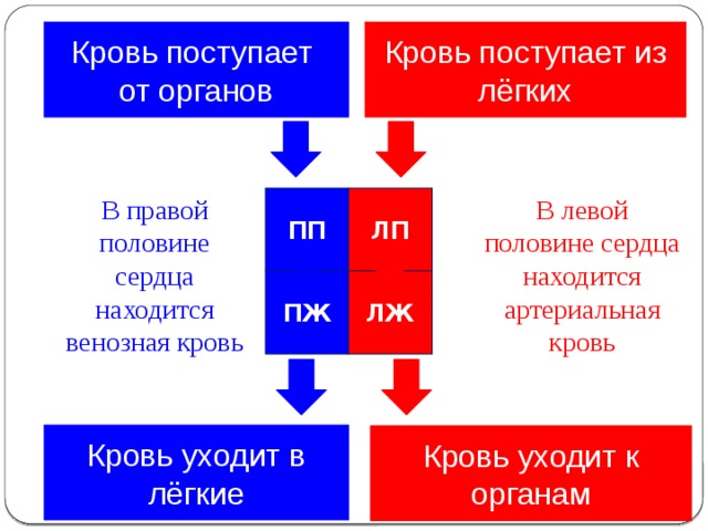 Кровь поступает от органов Кровь поступает из лёгких ЛП В левой половине сердца находится артериальная кровь В правой половине сердца находится венозная кровь ПП ЛЖ ПЖ Кровь уходит в лёгкие Кровь уходит к органам   
