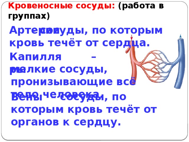 Кровеносные сосуды: (работа в группах)     - сосуды, по которым кровь течёт от сердца. Артерии – мелкие сосуды, пронизывающие всё тело человека. Капилляры – сосуды, по которым кровь течёт от органов к сердцу. Вены 