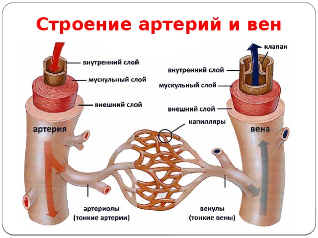 Строение артерий и вен 