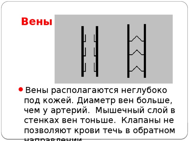 Вены Вены располагаются неглубоко под кожей. Диаметр вен больше, чем у артерий.  Мышечный слой в стенках вен тоньше. Клапаны не позволяют крови течь в обратном направлении. 