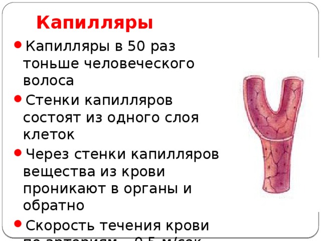 Капилляры Капилляры в 50 раз тоньше человеческого волоса Стенки капилляров состоят из одного слоя клеток Через стенки капилляров вещества из крови проникают в органы и обратно Скорость течения крови по артериям – 0,5 м/сек, по венам - 0,14 м/сек, по капиллярам – 5 мм/сек 