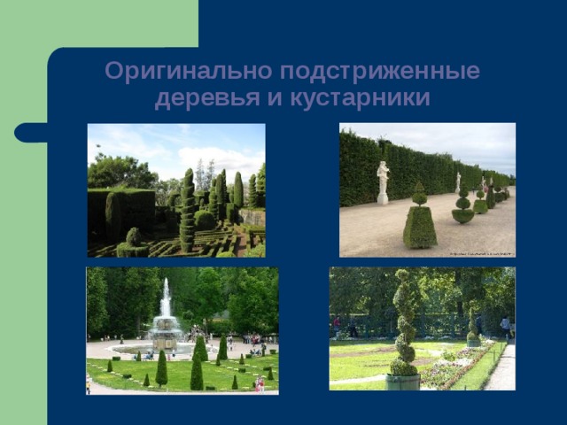 Оригинально подстриженные деревья и кустарники 
