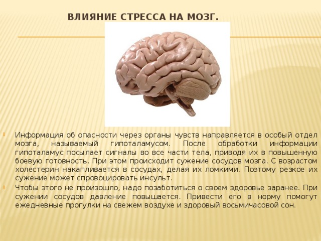 Влияние стресса на мозг.   Информация об опасности через органы чувств направляется в особый отдел мозга, называемый гипоталамусом. После обработки информации гипоталамус посылает сигналы во все части тела, приводя их в повышенную боевую готовность. При этом происходит сужение сосудов мозга. С возрастом холестерин накапливается в сосудах, делая их ломкими. Поэтому резкое их сужение может спровоцировать инсульт. Чтобы этого не произошло, надо позаботиться о своем здоровье заранее. При сужении сосудов давление повышается. Привести его в норму помогут ежедневные прогулки на свежем воздухе и здоровый восьмичасовой сон. 