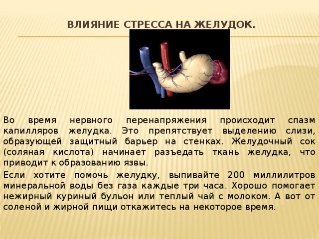 Влияние стресса на желудок.   Во время нервного перенапряжения происходит спазм капилляров желудка. Это препятствует выделению слизи, образующей защитный барьер на стенках. Желудочный сок (соляная кислота) начинает разъедать ткань желудка, что приводит к образованию язвы. Если хотите помочь желудку, выпивайте 200 миллилитров минеральной воды без газа каждые три часа. Хорошо помогает нежирный куриный бульон или теплый чай с молоком. А вот от соленой и жирной пищи откажитесь на некоторое время. 