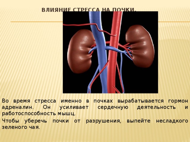 Влияние стресса на почки.   Во время стресса именно в почках вырабатывается гормон адреналин. Он усиливает сердечную деятельность и работоспособность мышц. Чтобы уберечь почки от разрушения, выпейте несладкого зеленого чая. 