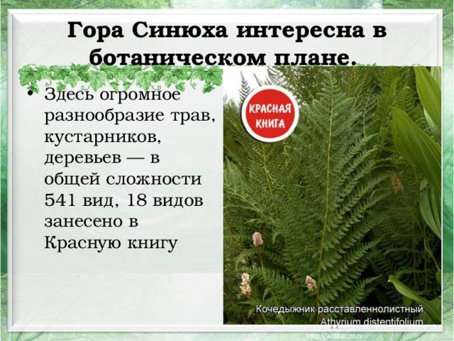 Гора Синюха интересна в ботаническом плане. Здесь огромное разнообразие трав, кустарников, деревьев — в общей сложности 541 вид, 18 видов занесено в Красную книгу  