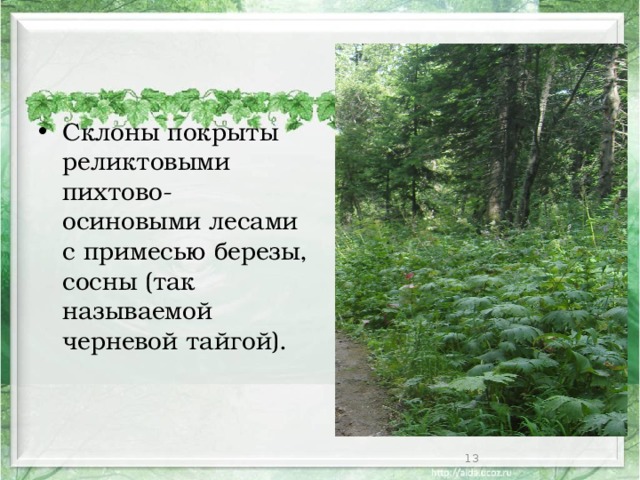 Склоны покрыты реликтовыми пихтово-осиновыми лесами с примесью березы, сосны (так называемой черневой тайгой).  