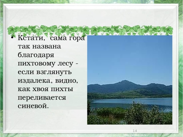 Кстати, сама гора так названа благодаря пихтовому лесу - если взглянуть издалека, видно, как хвоя пихты переливается синевой .  
