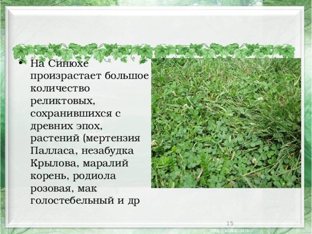 На Синюхе произрастает большое количество реликтовых, сохранившихся с древних эпох, растений (мертензия Палласа, незабудка Крылова, маралий корень, родиола розовая, мак голостебельный и др  