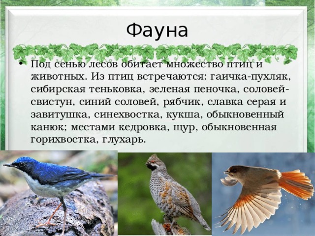 Фауна Под сенью лесов обитает множество птиц и животных. Из птиц встречаются: гаичка-пухляк, сибирская теньковка, зеленая пеночка, соловей-свистун, синий соловей, рябчик, славка серая и завитушка, синехвостка, кукша, обыкновенный канюк; местами кедровка, щур, обыкновенная горихвостка, глухарь.  