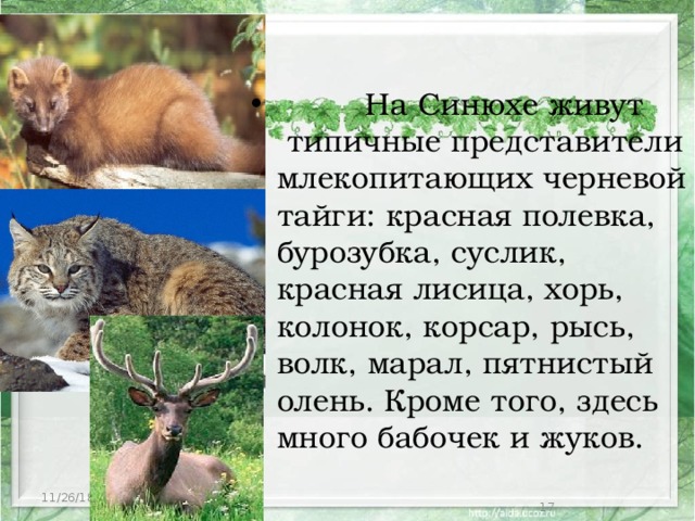  На Синюхе живут типичные представители млекопитающих черневой тайги: красная полевка, бурозубка, суслик, красная лисица, хорь, колонок, корсар, рысь, волк, марал, пятнистый олень. Кроме того, здесь много бабочек и жуков. 11/26/18  