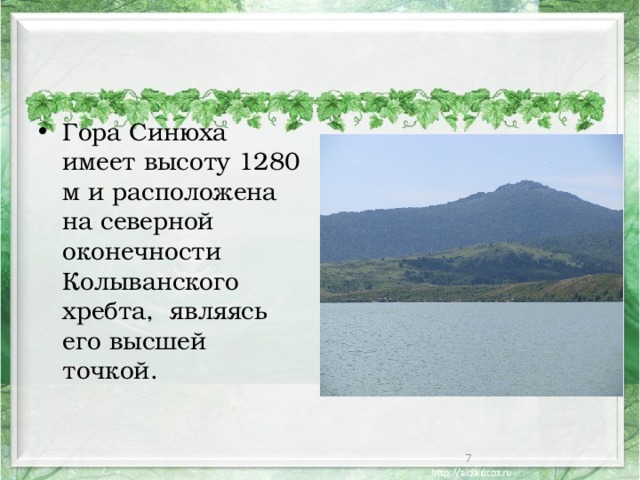 Гора Синюха имеет высоту 1280 м и расположена на северной оконечности Колыванского хребта, являясь его высшей точкой.  