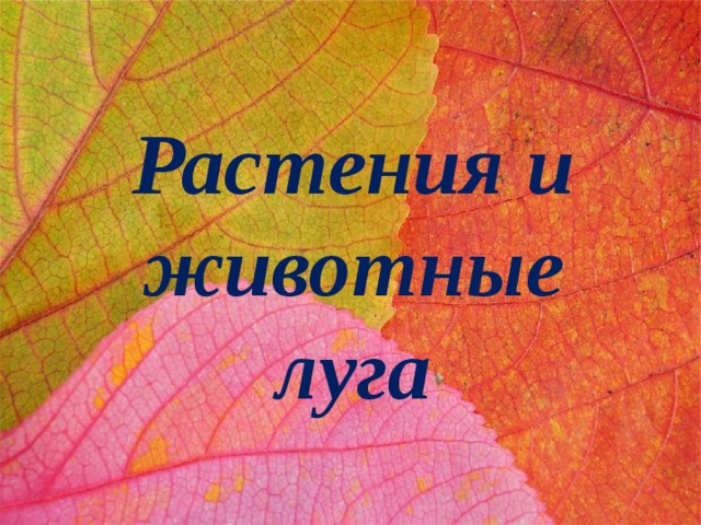 Растения и животные луга 