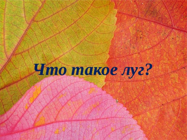 Что такое луг? 