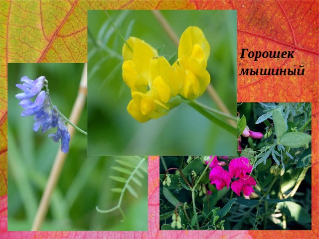 Горошек мышиный 