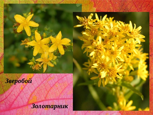Зверобой Золотарник 