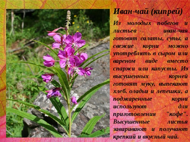 Иван-чай (кипрей) Из молодых побегов и листьев иван-чая готовят салаты, супы, а свежие корни можно употреблять в сыром или вареном виде вместо спаржи или капусты. Из высушенных корней готовят муку, выпекают хлеб. оладьи и лепешки, а поджаренные корни используют для приготовления 