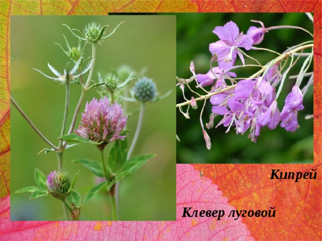 Кипрей Клевер луговой 