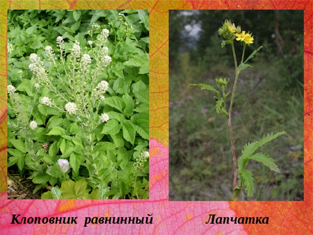 Клоповник равнинный Лапчатка 