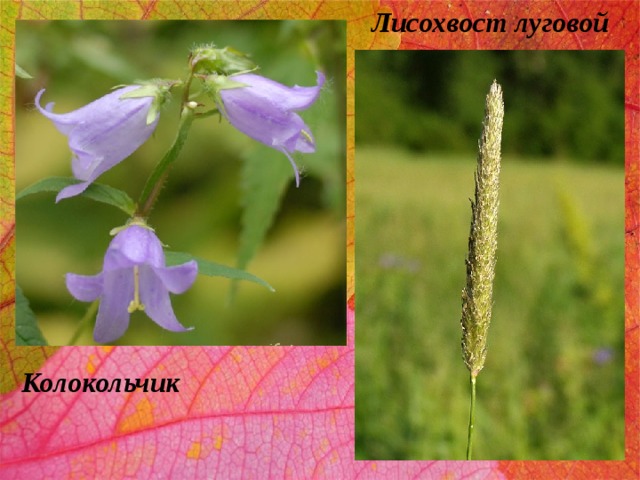 Лисохвост луговой Колокольчик 