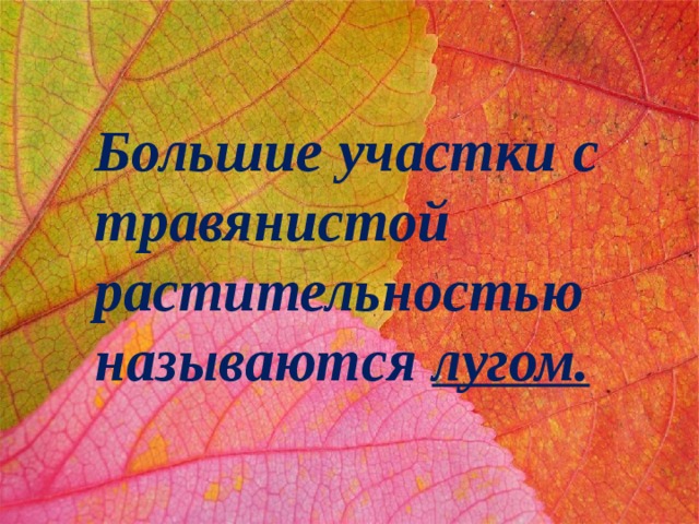 Большие участки с травянистой растительностью называются лугом. 