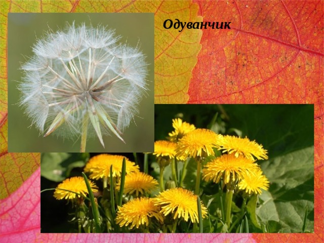 Одуванчик 