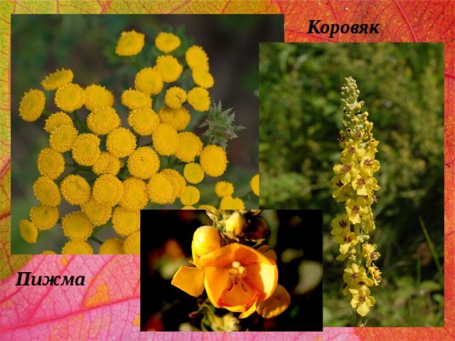 Коровяк Пижма 