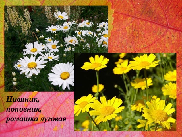 Нивяник, поповник, ромашка луговая 