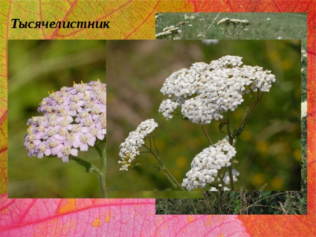 Тысячелистник 
