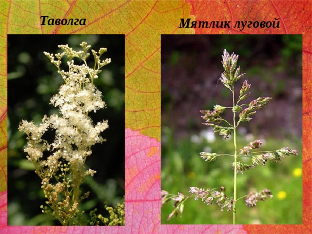 Таволга Мятлик луговой 