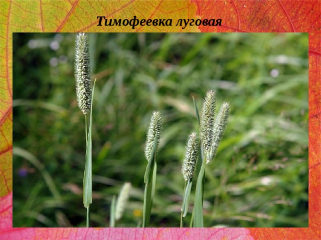 Тимофеевка луговая 