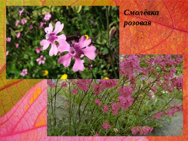 Смолёвка розовая 