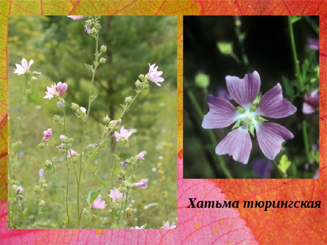 Хатьма тюрингская 