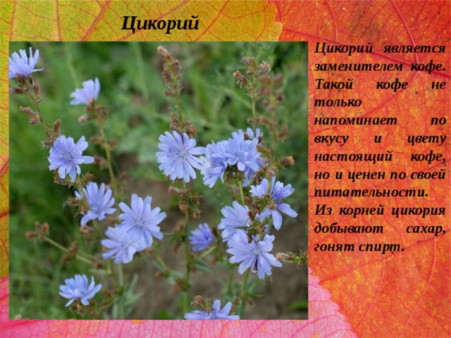 Цикорий Цикорий является заменителем кофе. Такой кофе не только напоминает по вкусу и цвету настоящий кофе, но и ценен по своей питательности. Из корней цикория добывают сахар, гонят спирт. 