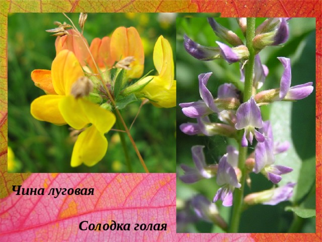 Чина луговая Солодка голая 