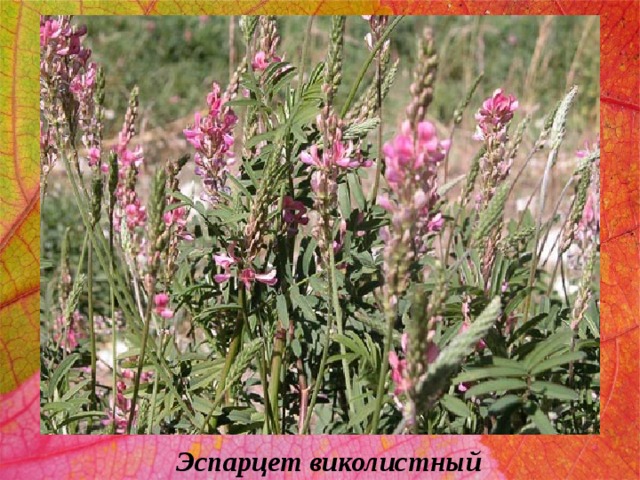 Эспарцет виколистный 