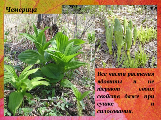 Чемерица Все части растения ядовиты и не теряют своих свойств даже при сушке и силосовании. 