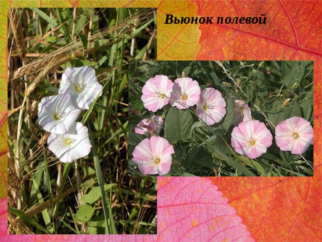 Вьюнок полевой 