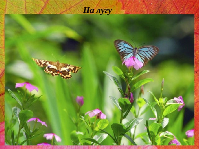 На лугу 