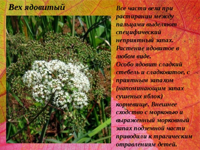 Вех ядовитый Все части веха при растирании между пальцами выделяют специфический неприятный запах. Растение ядовитое в любом виде.  Особо ядовит сладкий стебель и сладковатое, с приятным запахом (напоминающим запах сушеных яблок) корневище. Внешнее сходство с морковью и выраженный морковный запах подземной части приводили к трагическим отравлениям детей. 