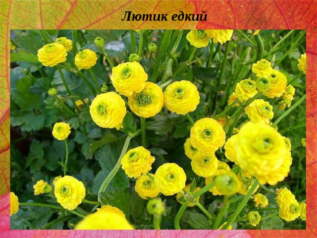 Лютик едкий 