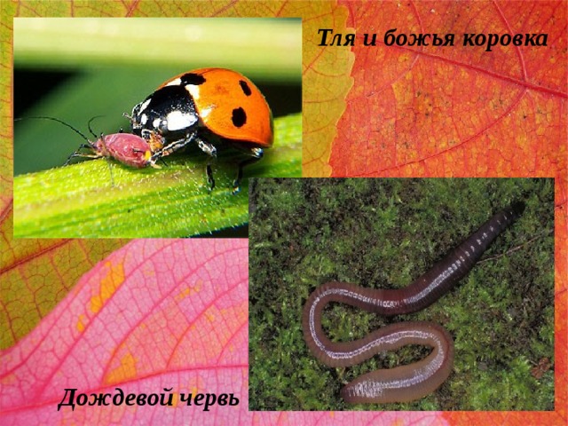 Тля и божья коровка Дождевой червь 